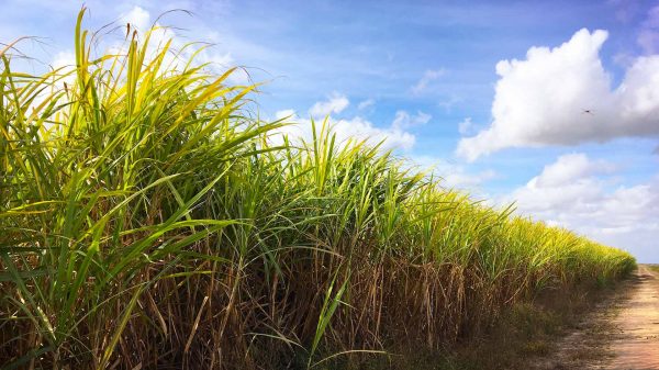 RPMA Smart Ag Announcement