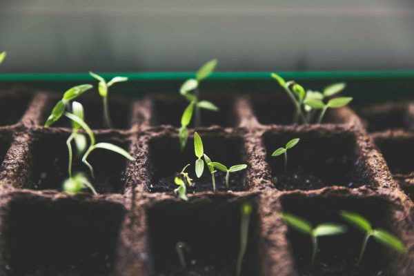 Smart Urban Gardening